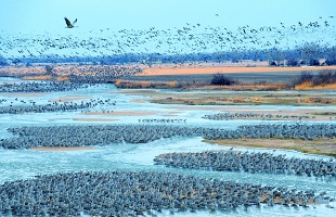 乌梁素海护鸟人