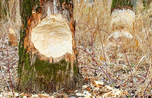 《黑龙江省林业和草原有害生物灾害防控应急预案》发布施行