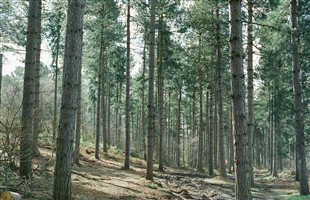 湖南野生动物养殖退出方案：首批14种，竹鼠每公斤补75元