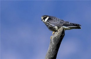 新版北京野生动物保护条例6月实施，蚯蚓、萤火虫列入范围