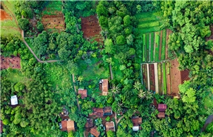 “野果果”变成“金果果”