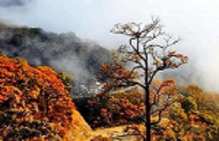 大别山里护林人
