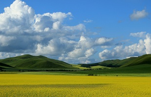 内蒙沙区草原这样破解草畜矛盾