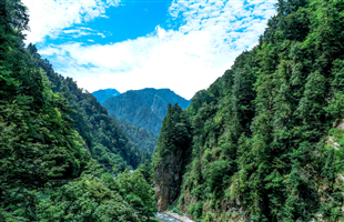 新研究提出地球森林碳汇或需重估
