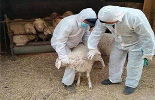 动物防疫应在“同一健康”下统一考虑