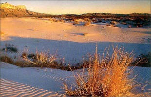 沙化土地治理引领甘肃大规模国土绿化