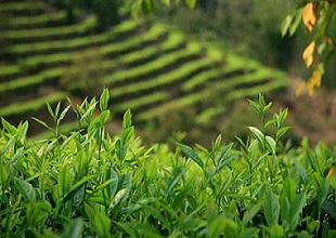 来信调查——坚决遏制种茶毁林行为