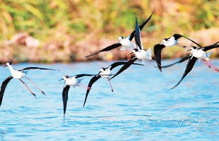 我国首次专门立法保护湿地