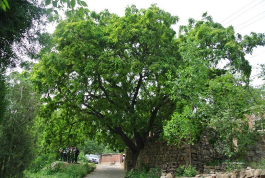 皂荚:朴实无华传古今，浑身皆宝惠林农