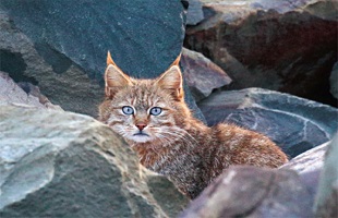荒漠猫:西部荒野淡蓝色的眼神