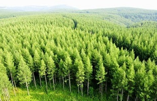 习近平致辞：让多边主义的火炬照亮人类前行之路