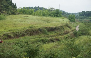 统筹利用撂荒地促进农业生产发展