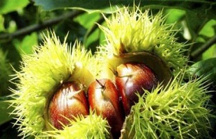 望谟板栗：贵州省出口产品 年产2万吨