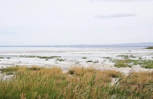 盐碱地“吸尘器”能成为生态治理的爆款吗