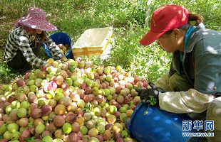 广西宁明：小小百香果 村民脱贫果