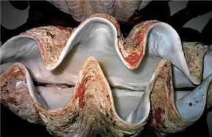 非法野生动物交易，电商成帮凶!