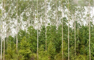 广西国有七坡林场