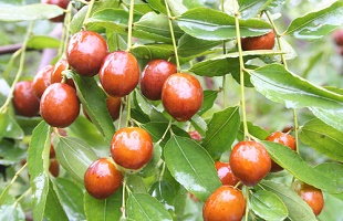 山东乐陵推出小枣价格指数保险