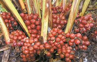 云南怒江州以草果产业为支点摆脱深度贫困