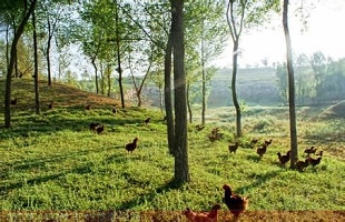 宁夏完成退耕林地专题数据库第一轮审核