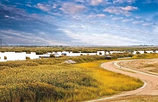 宁夏正式启动政策性森林保险