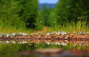 强化野生动植物保护 促进人与自然和谐共生