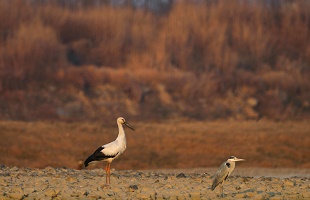 北京多部门联合行动，打击涉野生动物违法犯罪