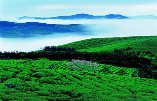 我国林地林木资产价值超25万亿元