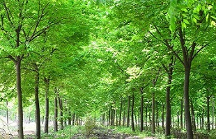 浙江松阳：建设公益诉讼生态修复示范基地