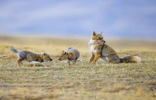 青海开展“绿盾2021”自然保护地专项整治