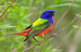 江西万载划定野生动物禁猎区和禁猎期