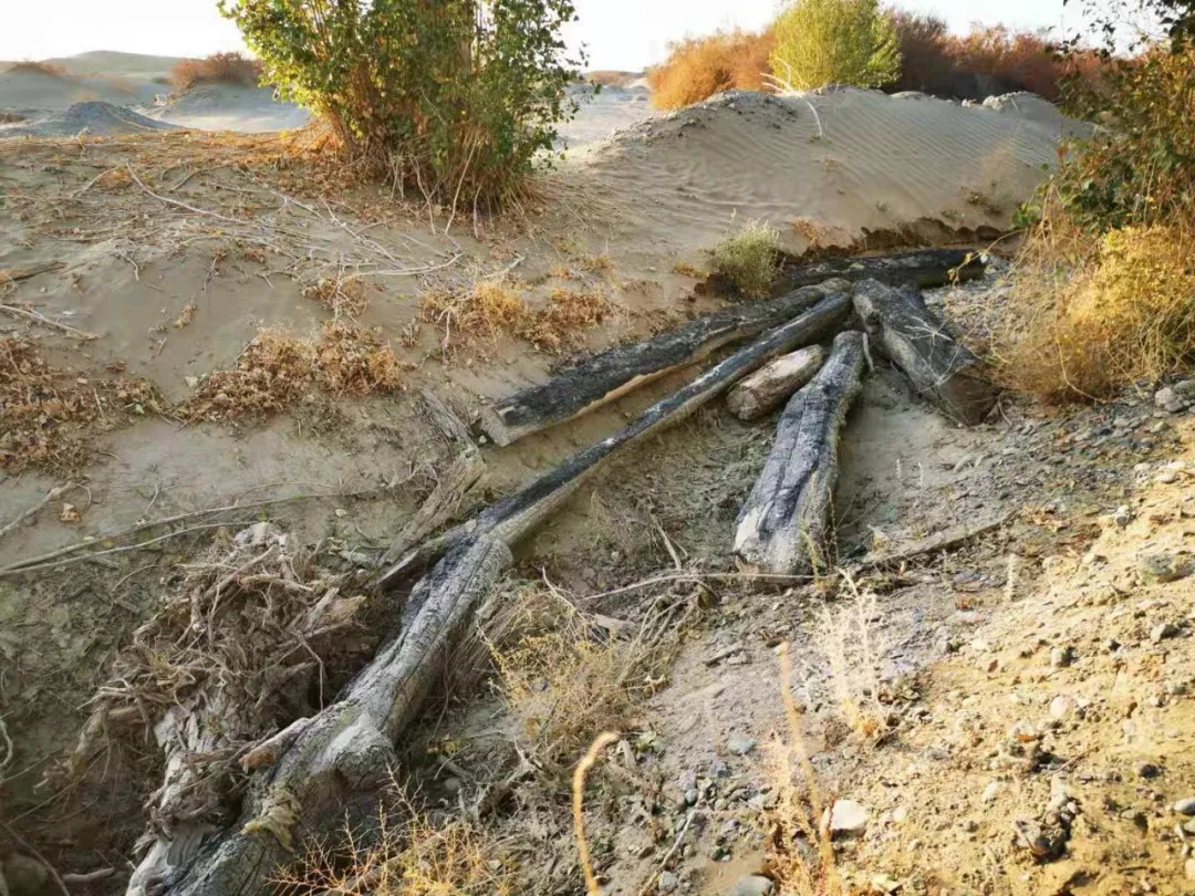 敦煌阳关林场防护林被毁有关问题的调查情况