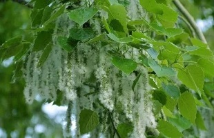 谱杨絮治理三步曲 擦亮生态小伊“明眸”