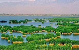 宁夏印发方案 加强外来物种入侵防控