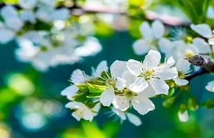 雄安新区：梨花竞放满园春