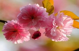 世界园艺博览会“西安园”完成验收