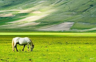 内蒙古锡林郭勒草原2.24亿亩草场迎来“带薪休假”