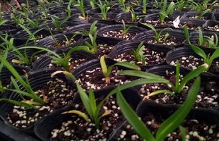 广东翁源青云山保护区发现兰花新物种