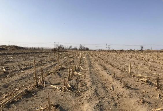 内蒙古乌海沙漠防护林五万棵树枯死：“黑风口”三百亩林地消失