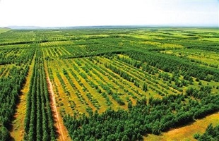 青海省委省政府部署大规模国土绿化