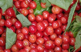 四川花卉（果类）生态旅游节暨眉山晚熟柑橘节开幕