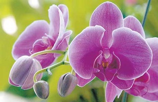 四川花卉生态旅游节暨中江芍药赏花节开幕