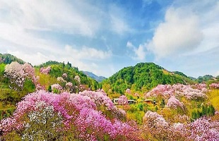 黄河入海千顷绿 生态花开万里红