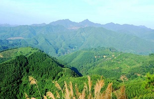 云南乌蒙山整治非法侵占林地毁林种植行为