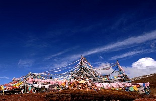 玉树枝头绽新绿