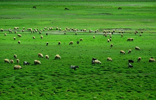 实施多项林业重点工程 西藏草原综合植被盖度达47%