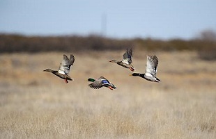 宁夏贺兰山森林生态站国家标准认证挂牌专家论证咨询会召开