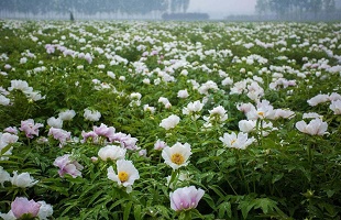 油用牡丹产业发展研讨会在三门峡召开