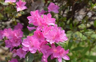 上海植物园杜鹃新种通过审查