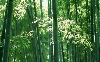 中国林学会竹子分会调研宜宾竹文化